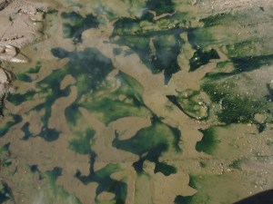 Green slime in the saliva of the beast